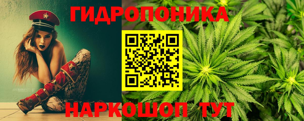 Бошки марихуана сатива Санкт-Петербург